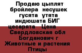 Продаю цыплят бройлера, несушек, гусята, утята, индюшата БИГ6, цесарята › Цена ­ 80 - Свердловская обл., Богданович г. Животные и растения » Птицы   